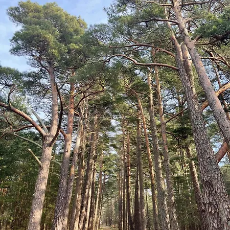 Luxury Sarli Nemirsetos Parke Apartament